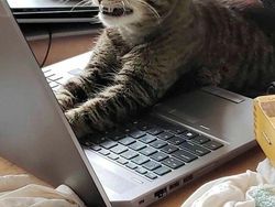 Foto Hewan yang Bikin Gemas Lihatnya, Menambah Semangat di Hari Senin