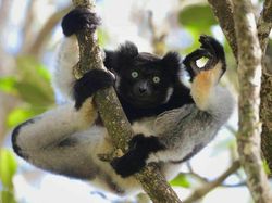 Foto Hewan yang Bikin Gemas Lihatnya, Menambah Semangat di Hari Senin