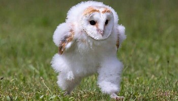 Semangat pagi... Foto: Instagram/Doggo Taxi