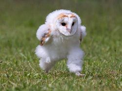 Foto Hewan yang Bikin Gemas Lihatnya, Menambah Semangat di Hari Senin