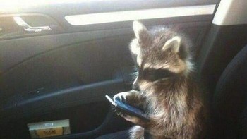 Main HP. Foto: Instagram/Doggo Taxi 