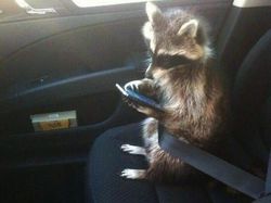 Foto Hewan yang Bikin Gemas Lihatnya, Menambah Semangat di Hari Senin