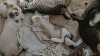 Tidur kayak bos. Foto: Instagram/Doggo Taxi