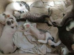 Foto Hewan yang Bikin Gemas Lihatnya, Menambah Semangat di Hari Senin