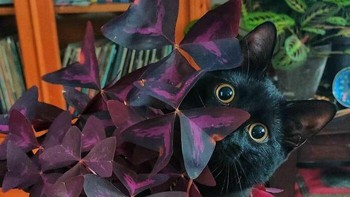 Main kamuflase. Foto: Instagram/Doggo Taxi