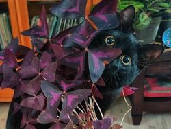 Foto Hewan yang Bikin Gemas Lihatnya, Menambah Semangat di Hari Senin