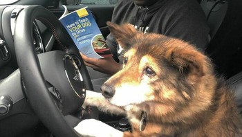 Menyetir mobil. Foto: Instagram/Doggo Taxi