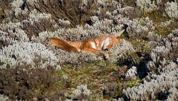 Tidur cantik. Foto: Instagram/Doggo Taxi