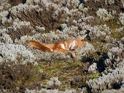 Foto Hewan yang Bikin Gemas Lihatnya, Menambah Semangat di Hari Senin
