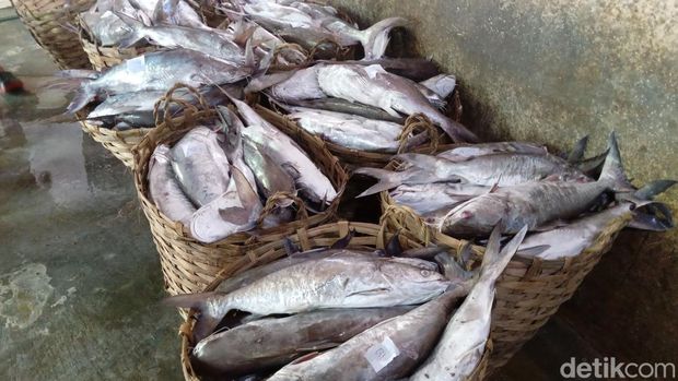 Ikan kedukang yang siap diolah menjadi ikan asin jambal roti