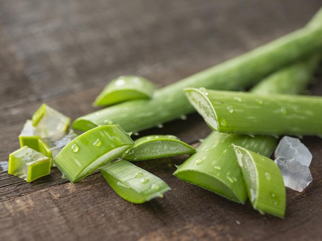 Aloe vera leaves copped on wooden table. Natural day light. Aloe vera is a very popular plant used medicinally all over the world. In the Western world, it is used as an important ingredient in the cosmetic and pharmaceutical industries.