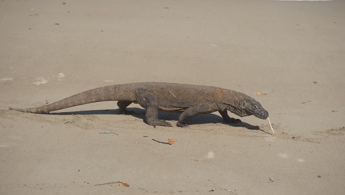 Berjumpa komodo saat sedang musim kawin