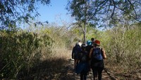 Rombongan kami tiba di pulau Komodo pada akhir Juli lalu, tepat saat komodo memasuki musim kawin. Ada beberapa rute yang bisa dipilih traveler untuk melihat komodo. Kami memilih rute yang terpendek, dengan panjang cukup 2 kilometer saja. (Wahyu Setyo/detikTravel)