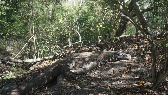 Berjumpa komodo saat sedang musim kawin