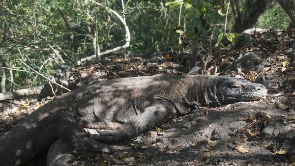 Betul saja. Komodo jantan sepanjang lebih dari 2 meter sedang rebahan di bawah pohon. Sekilas, Komodo itu tampak seperti sebatang kayu. Namun jangan salah ya dengan kamuflase satwa ini! (Wahyu Setyo/detikTravel)