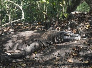 Dibayangi Isu Penutupan, Kunjungan Turis ke TN Komodo Malah Meningkat