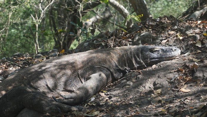 Berjumpa komodo saat sedang musim kawin