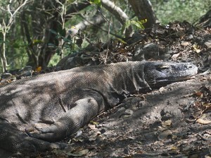 Tarif Mahal Komodo untuk Konservasi, Harusnya Tak Dibebankan ke Wisatawan