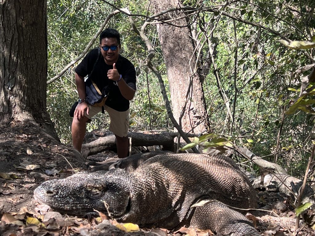 Berjumpa komodo saat sedang musim kawin