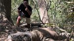 Berjumpa Sang Komodo Naga Saat Musim Kawin, Perilakunya Kok Gitu?