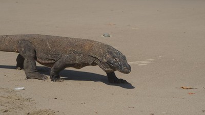 Berjumpa Sang Komodo Naga Saat Musim Kawin, Perilakunya Kok Gitu?