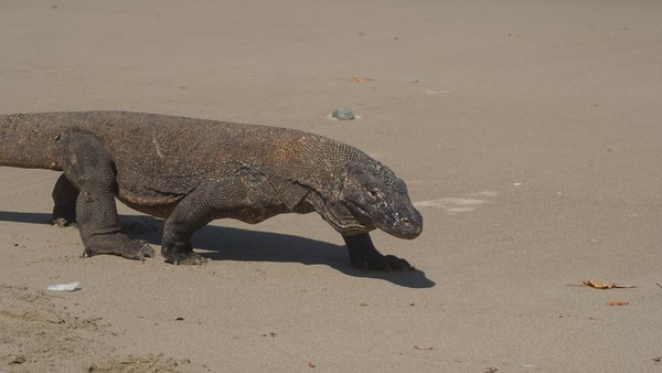 Berjumpa Sang Komodo Naga Saat Musim Kawin, Perilakunya Kok Gitu?