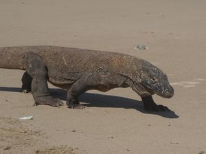 Berjumpa Sang Komodo Naga Saat Musim Kawin, Perilakunya Kok Gitu?