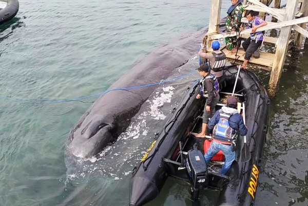 Informasi yang dihimpun detikJatim di lapangan, paus itu pertama terlihat dari utara. Tepatnya di belakang Hotel Banyuwangi Beach pukul 13.00 WIBÂ tanggal 1 Agustus kemarin. (Foto: Ardian Fanani/detikcom) Informasi yang dihimpun detikJatim di lapangan, paus itu pertama terlihat dari utara. Tepatnya di belakang Hotel Banyuwangi Beach pukul 13.00 WIBÂ tanggal 1 Agustus kemarin. (Foto: Ardian Fanani/detikcom)