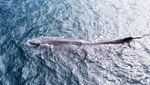 Paus Sperma Sepanjang 10 Meter Terdampar di Pantai Banyuwangi