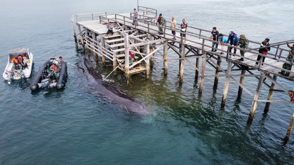 Paus itu terlihat kebingungan dan hanya berputar-putar di perairan berjarak 50 meter dari bibir pantai itu. Nelayan sempat berupaya membantu menggiring paus itu kembali ke tengah laut, namun usaha itu gagal (Foto: ANTARA FOTO/BUDI CANDRA SETYA) Paus itu terlihat kebingungan dan hanya berputar-putar di perairan berjarak 50 meter dari bibir pantai itu. Nelayan sempat berupaya membantu menggiring paus itu kembali ke tengah laut, namun usaha itu gagal (Foto: ANTARA FOTO/BUDI CANDRA SETYA)