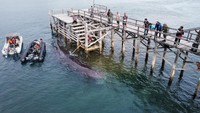 Paus sebelumnya terlihat oleh nelayan berputar-putar di sekitar Pelabuhan Ketapang dan sulit dievakuasi ke tengah laut karena sedang surut.