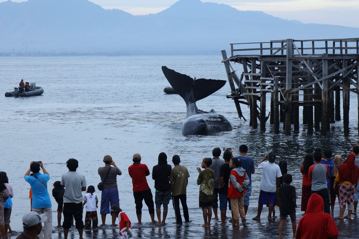 Warga melihat seekor Paus Sperma (physeter macrocephalus) terdampar di Pantai Warudoyong, Bulusan, Banyuwangi, Jawa Timur, Senin (1/8/2022). Paus dengan panjang sekitar 10 meter itu sebelumnya terlihat oleh nelayan berputar-putar di sekitar Pelabuhan Ketapang dan sulit dievakuasi ke tengah laut karena sedang surut. ANTARA FOTO/Budi Candra Setya/rwa.