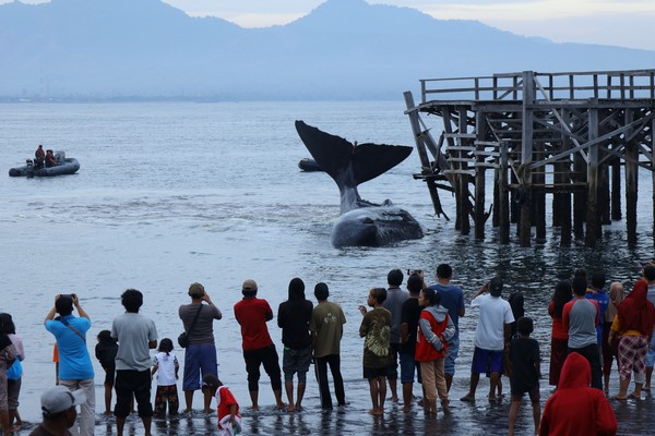 Seekor paus terdampar di perairan pantai Kelurahan Bulusan, Kecamatan Kalipuro, Banyuwangi. Kehadiran paus sepanjang sekitar 10 meter diduga jenis paus bungkuk itu menjadi perhatian warga setempat (Foto: ANTARA FOTO/BUDI CANDRA SETYA) Seekor paus terdampar di perairan pantai Kelurahan Bulusan, Kecamatan Kalipuro, Banyuwangi. Kehadiran paus sepanjang sekitar 10 meter diduga jenis paus bungkuk itu menjadi perhatian warga setempat (Foto: ANTARA FOTO/BUDI CANDRA SETYA)