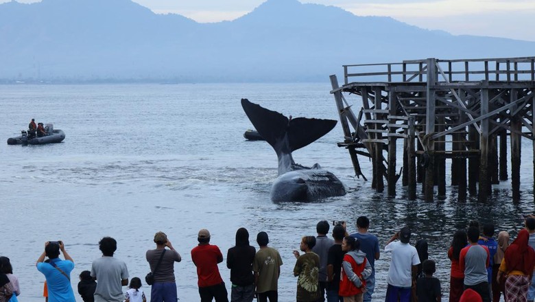 PAUS SPERMA TERDAMPAR DI BANYUWANGI Warga melihat seekor Paus Sperma (physeter macrocephalus) terdampar di Pantai Warudoyong, Bulusan, Banyuwangi, Jawa Timur, Senin (1/8/2022). Paus dengan panjang sekitar 10 meter itu sebelumnya terlihat oleh nelayan berputar-putar di sekitar Pelabuhan Ketapang dan sulit dievakuasi ke tengah laut karena sedang surut. ANTARA FOTO/Budi Candra Setya/rwa.