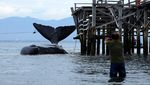 Paus Sperma Sepanjang 10 Meter Terdampar di Pantai Banyuwangi
