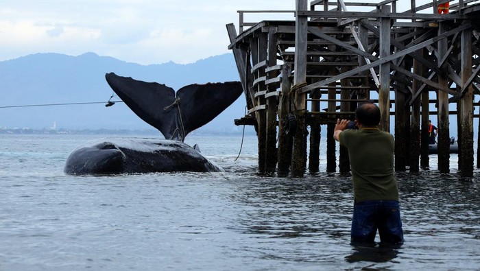 Warga melihat seekor Paus Sperma (physeter macrocephalus) terdampar di Pantai Warudoyong, Bulusan, Banyuwangi, Jawa Timur, Senin (1/8/2022). Paus dengan panjang sekitar 10 meter itu sebelumnya terlihat oleh nelayan berputar-putar di sekitar Pelabuhan Ketapang dan sulit dievakuasi ke tengah laut karena sedang surut. ANTARA FOTO/Budi Candra Setya/rwa.