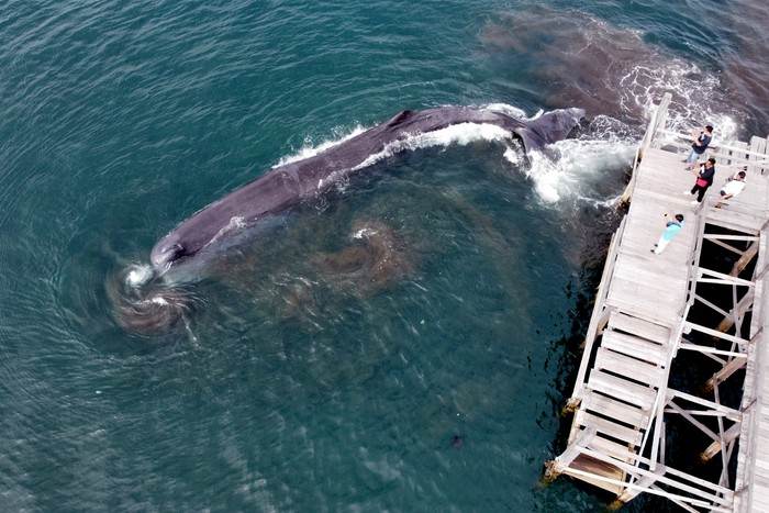 PAUS SPERMA TERDAMPAR DI BANYUWANGI Warga melihat seekor Paus Sperma (physeter macrocephalus) terdampar di Pantai Warudoyong, Bulusan, Banyuwangi, Jawa Timur, Senin (1/8/2022). Paus dengan panjang sekitar 10 meter itu sebelumnya terlihat oleh nelayan berputar-putar di sekitar Pelabuhan Ketapang dan sulit dievakuasi ke tengah laut karena sedang surut. ANTARA FOTO/Budi Candra Setya/rwa.