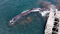 Foto drone memperlihatkan seekor Paus Sperma (physeter macrocephalus) yang terdampar di Pantai Warudoyong, Bulusan, Banyuwangi, Jawa Timur, Senin (1/8/2022).