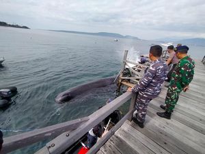 Paus Sepanjang 10 Meter Terdampar di Perairan Pantai Bulusan Banyuwangi