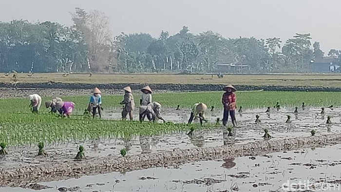Petani di Desa Plosowangi, Kecamatan Cawas, Klaten nekat tanam padi meski masuk musim kemarau (nyorot), Senin (1/8/2022).