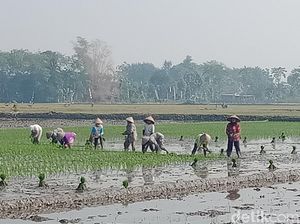 Petani di Klaten Nekat Nyorot Tanam Padi Meski Kemarau, Ini Alasannya
