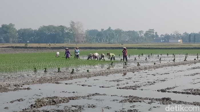 Petani di Desa Plosowangi, Kecamatan Cawas, Klaten nekat tanam padi meski masuk musim kemarau (nyorot), Senin (1/8/2022).
