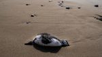 Penampakan Ribuan Burung Mati di Kanada, Diduga Karena Flu Burung