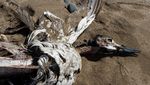 Penampakan Ribuan Burung Mati di Kanada, Diduga Karena Flu Burung
