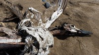 Penampakan burung laut yang mati di pantai Point Lance, Newfoundland, Kanada, Senin, (25/7/2022). Otoritas setempat menduga kematian burung itu karena flu burung.