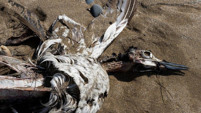 Ribuan Burung Migrasi Mati di Pantai Kanada, Diduga Flu Burung Gannets nest at Cape St. Mary's Ecological Reserve, in Newfoundland, Canada July 25, 2022. REUTERS/Greg Locke TPX IMAGES OF THE DAY
