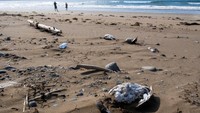 Bangkai burung ditemukan berserakan di Pantai Point Lance, Newfoundland, Kanada. Sejak Mei 2022, Badan Inspeksi Makanan Kanada telah mengkonfirmasi 13 kasus positif flu burung yang sangat patogen di provinsi Newfoundland, Kanada timur.