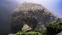 Foto sarang burung laut di Cagar Ekologi Cape St. Mary, di Newfoundland, Kanada, tak jauh dari lokasi kejadian.
