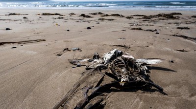 Penampakan Ribuan Burung Mati di Kanada, Diduga Karena Flu Burung