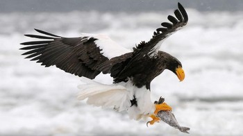 Di ranking 2 ada Elang Laut Steller (Haliaeetus pelagicus). Beratnya rata-rata 9 kg, rentang sayap 2,5 meter. Elang dari timur Eurasia dan Jepang ini jadi elang laut dan pantai terbesar di dunia. Bahkan, anak anjing laut juga jadi incaran elang raksasa ini. Foto: Safari Africana